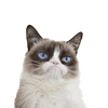 GRUMPY CAT
